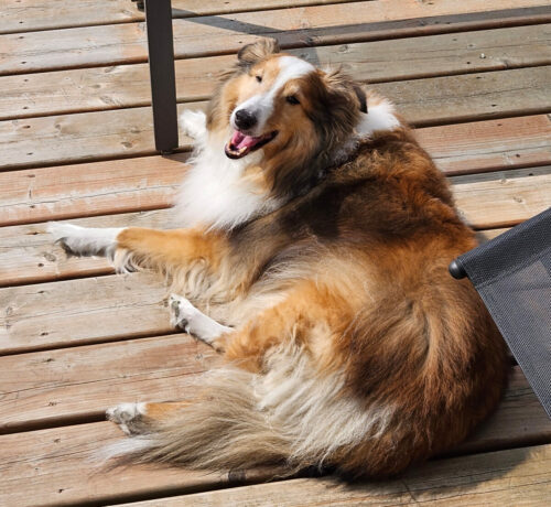 Finn